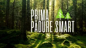 Pădurea inteligentă care „se opune” defrişărilor ilegale. Aceasta este apărată de gardieni digitali 
