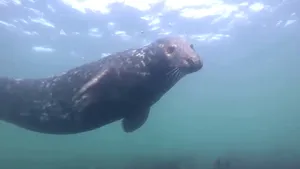 Imagini în premieră. Focile cenuşii, surprinse în timp ce „aplaudă” sub apă. VIDEO