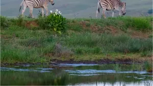 A şasea extincţie în masă se produce la un ritm mult mai accelerat. În România, situaţia nu e deloc alarmantă