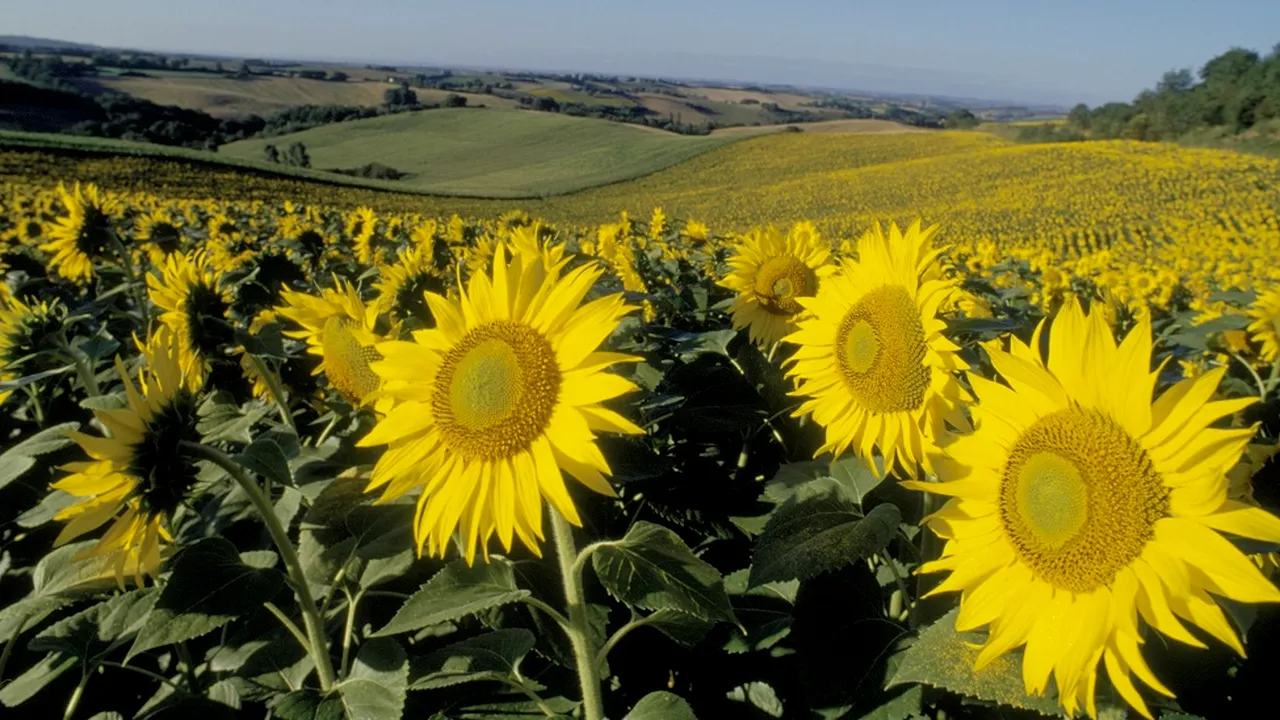 Tehnologiile agricole avansate contribuie la protecţia biodiversităţii