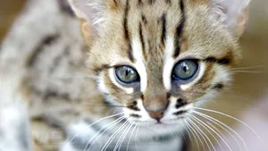 O rusoaică şi-a reclamat pisica la poliţie, spunând că aceasta are o bombă