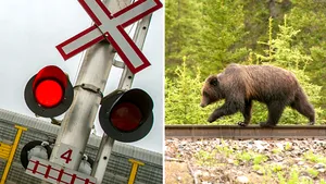 Un urs a fost omorât de un tren în judeţul Vrancea