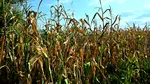 Reuters: Schimbările climatice afectează culturile de porumb din Europa. România și Ungaria, cele mai afectate