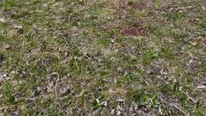 Vrancea. Un căprior rănit de braconieri a fost salvat după ce a ajuns lângă un drum naţional 