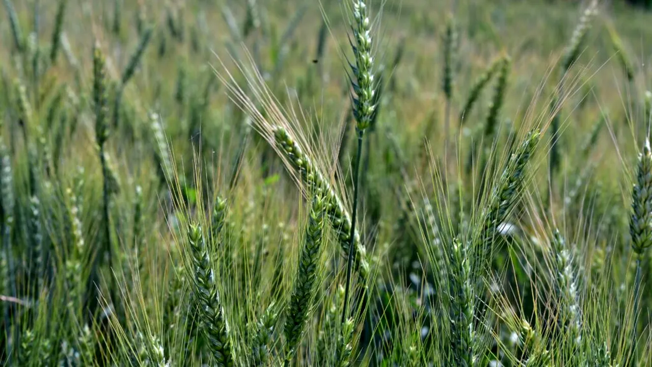 Fermierii Europei trec pe „tura de noapte” din cauza caniculei. Recoltele scad, iar vechile calendare agricole nu mai funcționează
