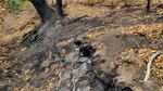 Un voluntar care participa la operațiunea de stingere a unor incendii de pădure, filmat în timp dădea foc vegetației