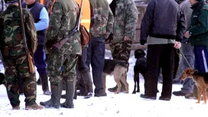 Vânătoarea de la Balc s-a încheiat, fiind împuşcaţi aproximativ 130 de mistreţi