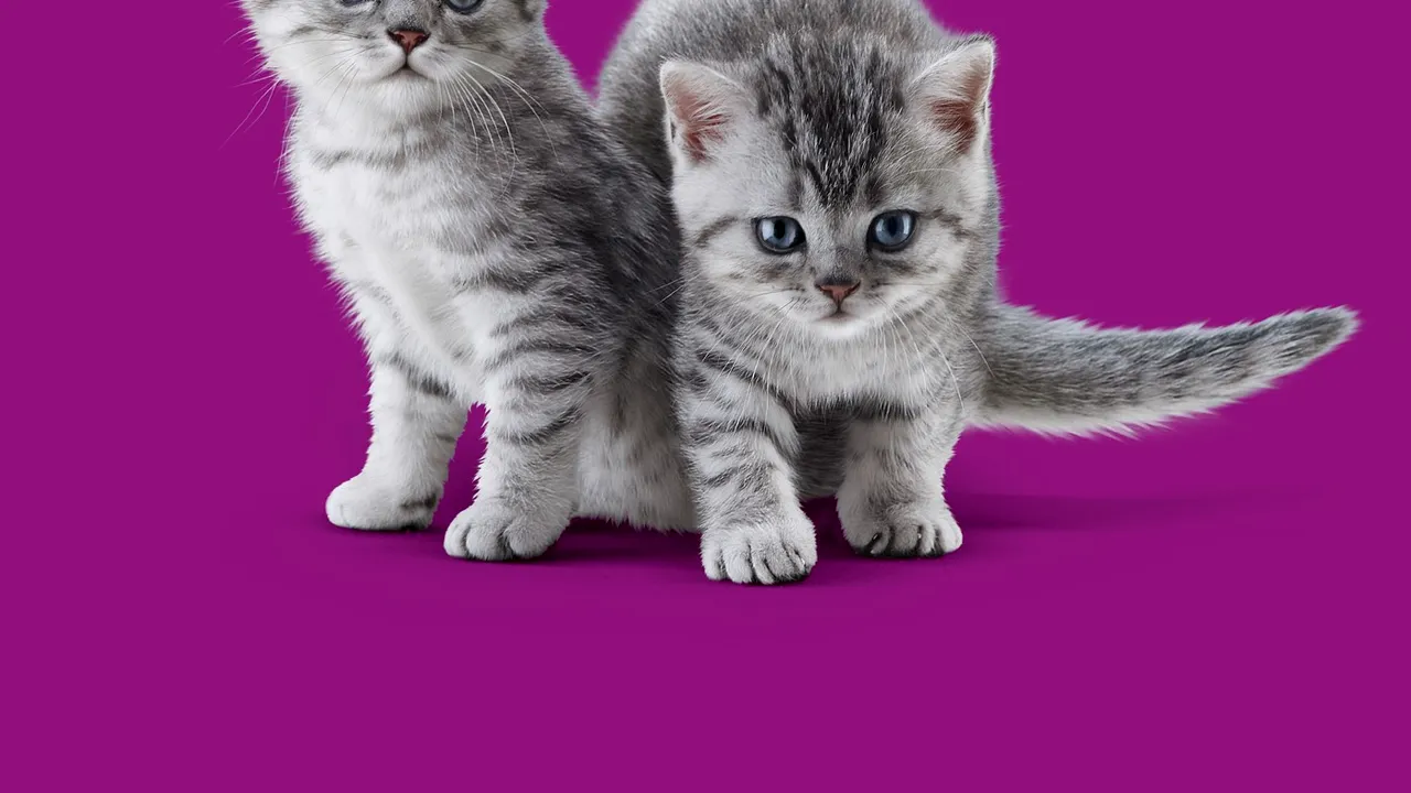 Whiskas invită iubitorii de feline să descopere cele mai importante sfaturi