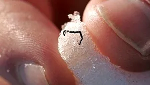 NASA studiază misterioşii viermi de gheaţă, rude îndepărtate ale râmelor