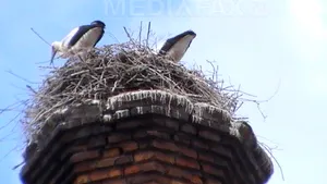 Românii au identificat peste 1.000 de cuiburi noi de berze cu ajutorul aplicaţiei Uite barza! Unde sunt cele mai multe