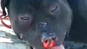 Năvodari: Femeie rănită de un pitbull care vroia să îi fure poşeta