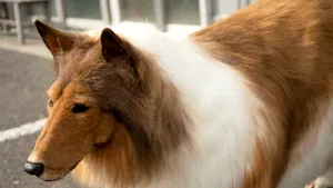 O avere pentru o „viaţă de câine”. Un japonez a plătit o sumă impresionantă pentru a se „transforma” într-un Collie VIDEO