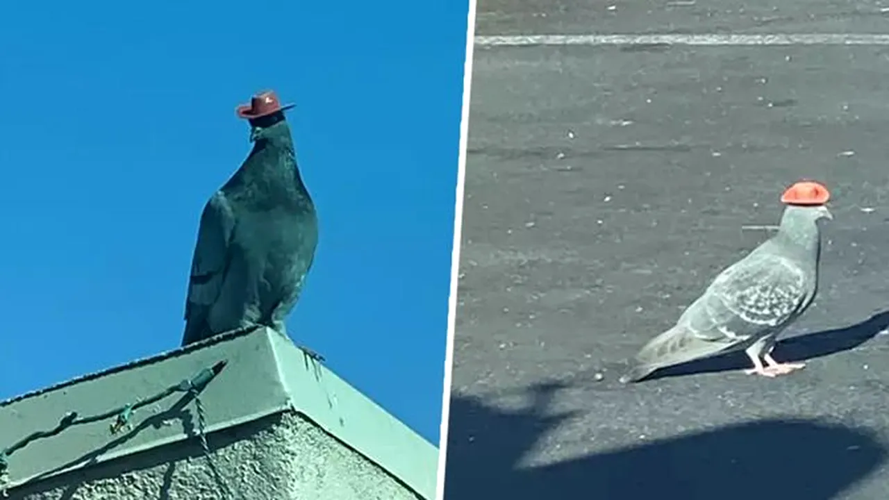 Unul dintre porumbeii cu pălărie de cowboy pe cap a fost prins. Anunţul făcut de salvatori | VIDEO