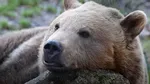 Un urs s-a trezit din semi-hibernare „fericit și sănătos” după o operație pe creier în premieră