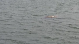 O maşină, căzută în Lacul Morii. Echipajele de la ISU Bucureşti-Ilfov au găsit-o la 20 m de mal / Poliţia Capitalei: Nu figurează furată din ţară sau din străinătate | FOTO, VIDEO