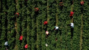 Atenţionare de călătorie pentru Olanda: O grevă a fermierilor ar putea afecta circulaţia rutieră, săptămâna aceasta