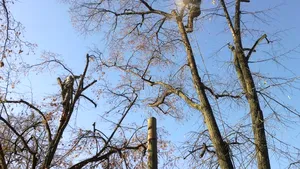 Copii răniţi în parc de crengile tăiate în timpul unei toaletări