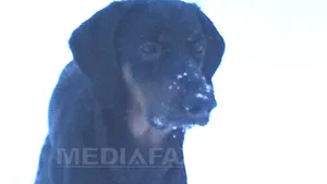 Copoiul ardelenesc, singura rasă de câini de vânătoare creată în România, riscă să dispară