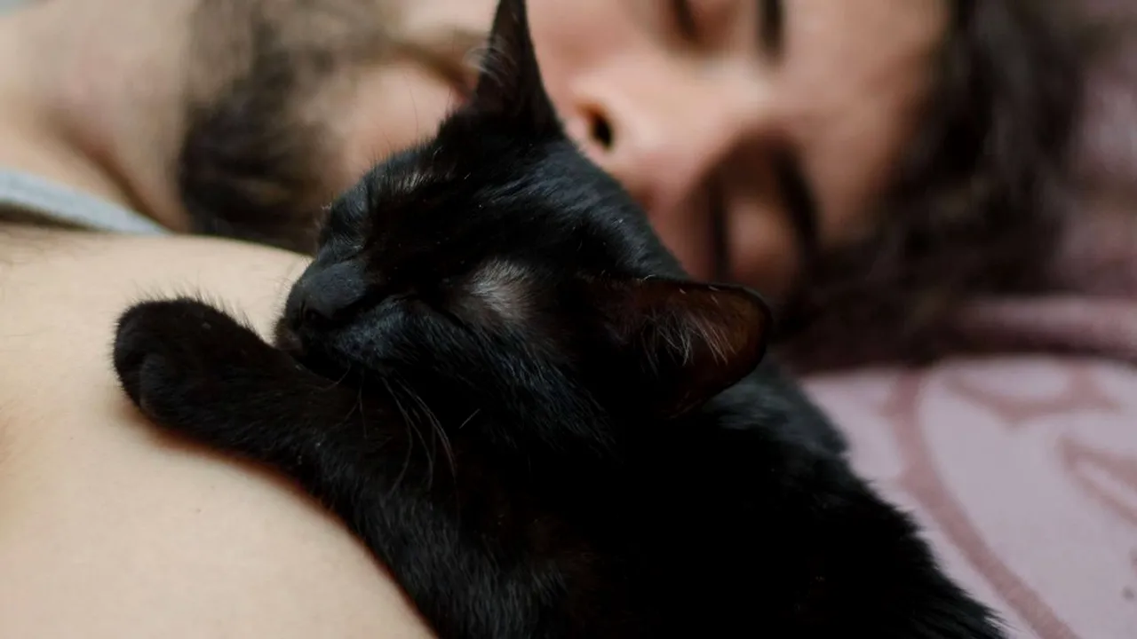 Ziua pisicii negre. Interviuri emoţionante. Pisica neagră la români: ghinion sau noroc? FOTO