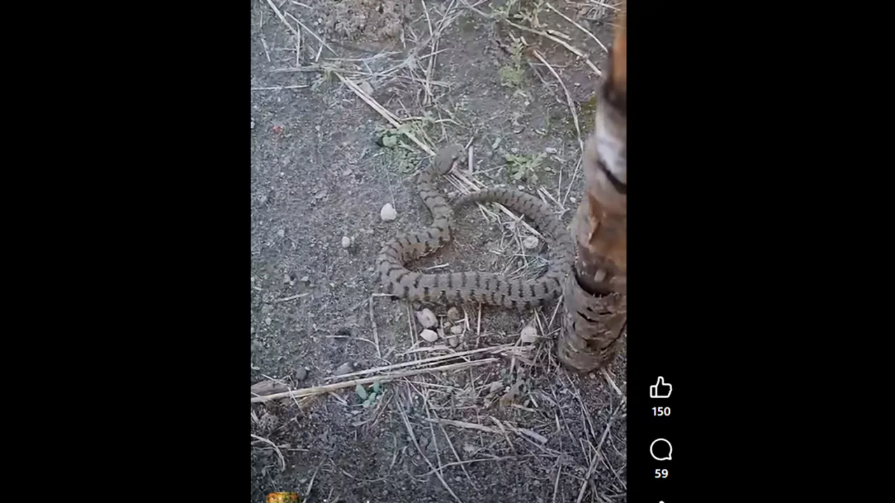 VIDEO Vipere într-o zonă turistică de lângă Roma. Un localnic a filmat o reptilă veninoasă. Avertismentul experților