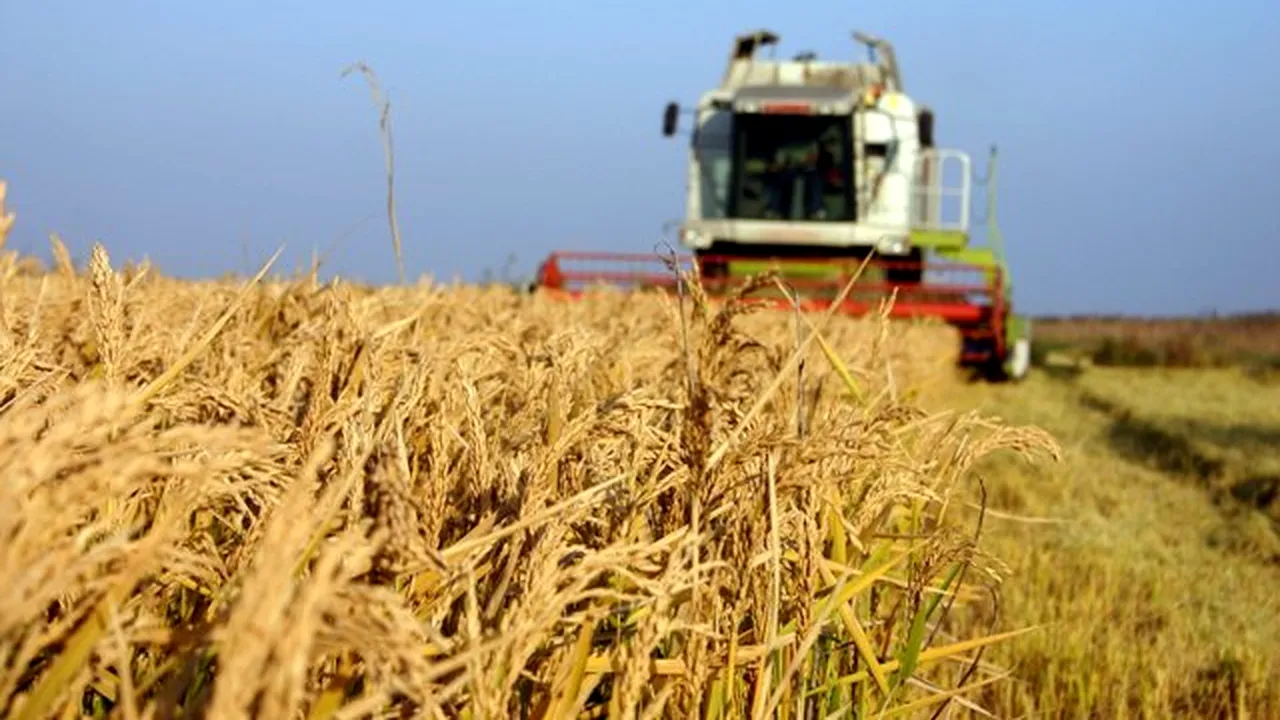 Eurostat: România este al şaselea producător de cereale din Uniunea Europeană, în 2016