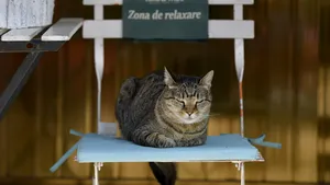 6.000 de pisici din Capitală vor fi sterilizate gratuit