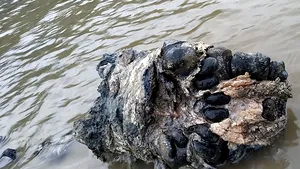 Descoperire spectaculoasă din era glaciară. Scheletul aproape integral al unui mamut, scos din apă de Konstantin, un pescar rus 