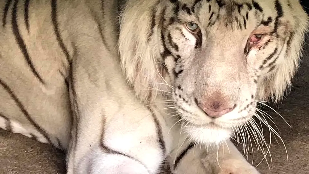 Leii albi, tigrul, o cămilă siberiană şi o lamă de la Circul Globus, duşi la Zoo Bucov | FOTO