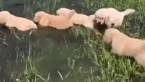 Cum se descurcă cinci pui de labrador la prima lor lecţie de înot. Video viral