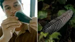 Detector de incendiu de dimensiunea unui con de pin. Cum funcționează