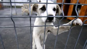 Romania’s Law On Stray Dogs To Be Amended, Euthanasia Allowed
