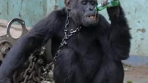 Tarzan, cimpanzeul din Congo dependent de alcool şi ţigări, a fost eliberat