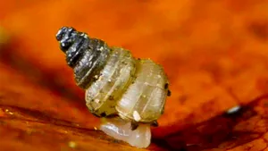 Specie de melci, numită după Greta Thunberg. Cercetătorii au explicat motivul din spatele deciziei  