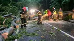 Mort într-o mașină lovită în mers de un copac doborât de furtună, în Ilfov