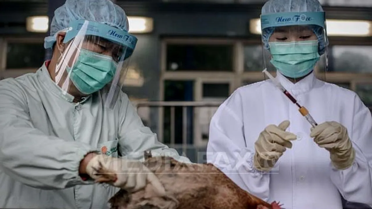China anunţă primul deces provocat de gripa aviară H5N6