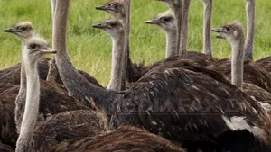 Ai mânca ouă de struţ? Ce gust au şi cum se prepară