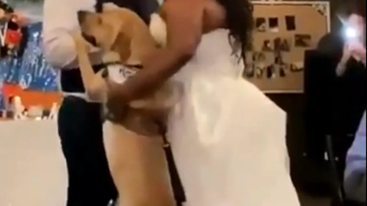 Cel mai important dans nu se poate fără cel mai bun prieten. Un labrador dansează cu mirii VIDEO