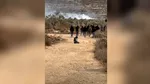 Coloniștii israelieni au atacat o jurnalistă americană. Plantațiile de măslini și mașinile palestinienilor, incendiate