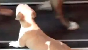 IMAGINI AMUZANTE: Puiul de bulldog care e hotărât să folosească banda de alergare - VIDEO