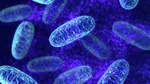 Studiu: Mitocondriile celulelor ajută sistemul imunitar să identifice bacteriile