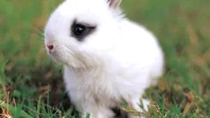 Iepuraş găzduit în curtea MAE, omorât de o pisică