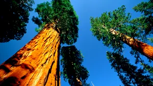 Un grup de ecologişti a strâns aproape 16 milioane de dolari pentru a cumpăra şi salva cea mai mare pădure de sequoia gigant rămasă pe Pământ