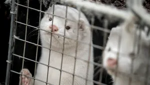 Fermele de blană din Europa sunt în extincție. Probabil că este cea mai răsunătoare victorie a organizațiilor pentru drepturile animalelor