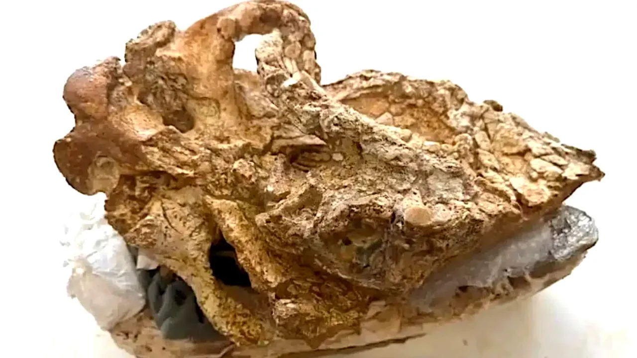 Descoperire spectaculoasă în Creta: craniul unui rinocer cu două coarne, vechi de 8 milioane de ani