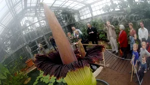 Cea mai mare floare din lume, floarea-cadavru, vedeta grădinii botanice din Brazilia - GALERIE FOTO