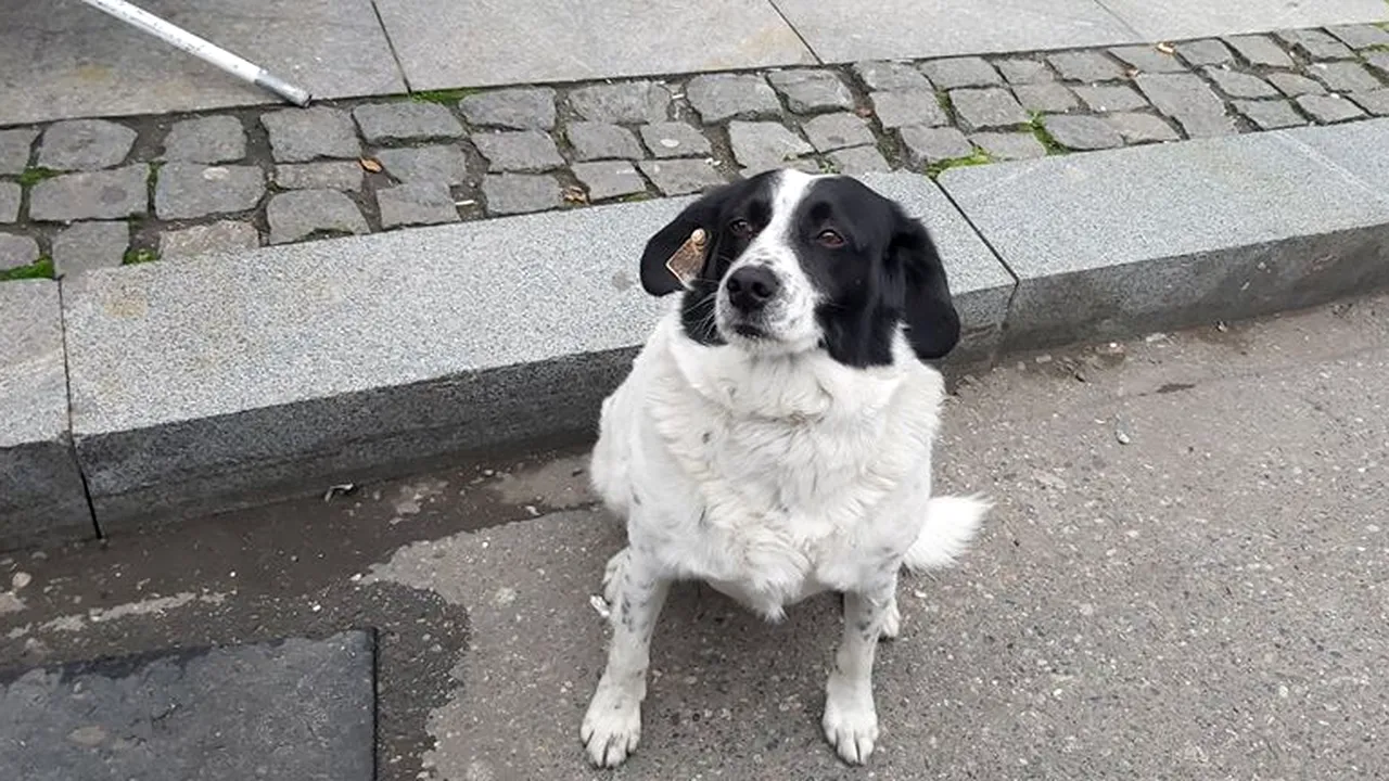 Un câine maidanez, „paznic” de nădejde pentru copiii care traversează strada pentru a ajunge la şcoală VIDEO