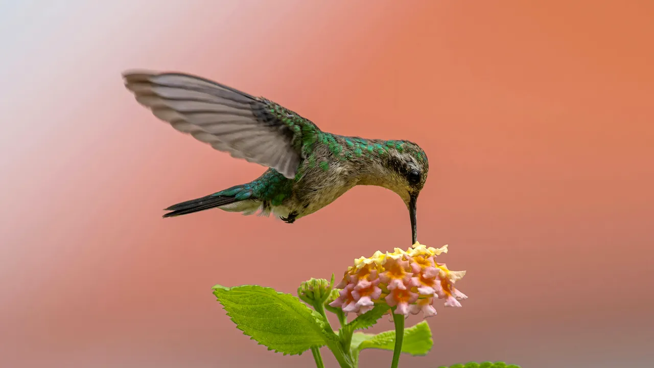 Păsările colibri transformă dificultăţile în oportunităţi pentru a supravieţui