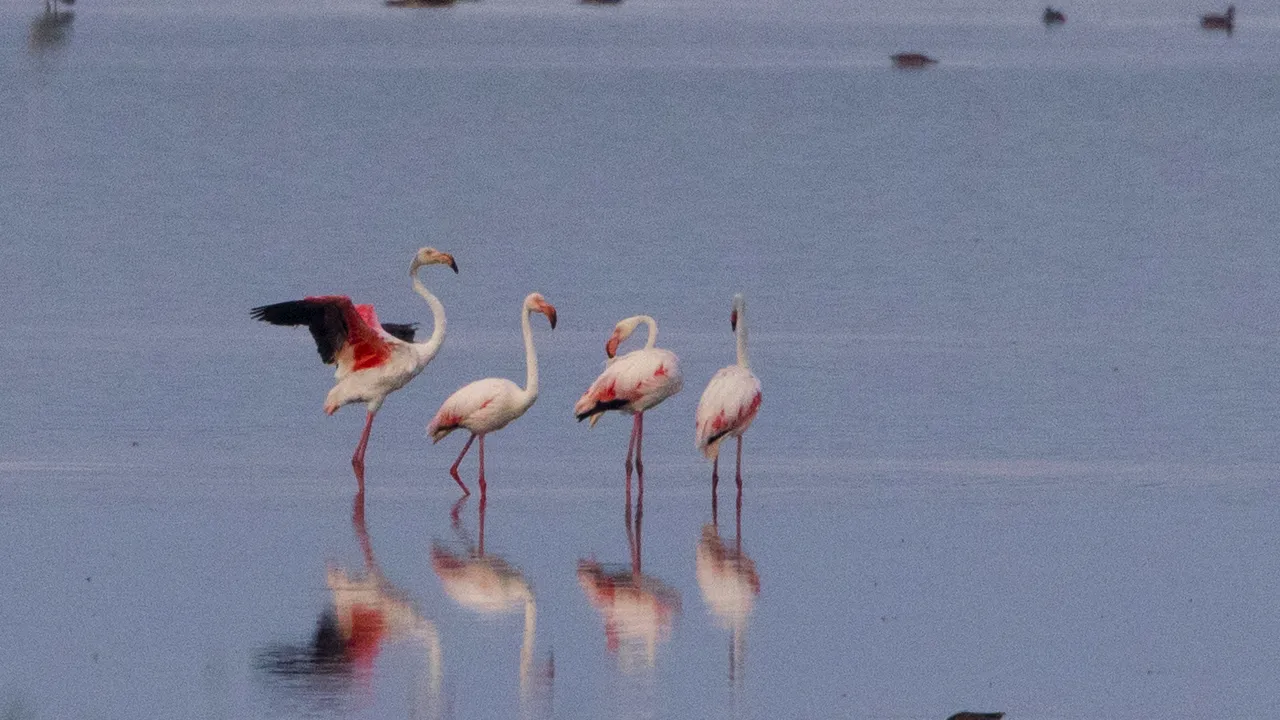 Gripa aviară ucide sute de păsări flamingo în Argentina