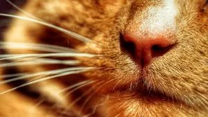 Motanul infractor, care a „terorizat” un cartier întreg, a fost în sfârşit prins. Felina avea o preferinţă pentru o anumită piesă vestimentară | FOTO