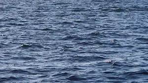 Şapte persoane, între care trei copii, salvate de pe un velier pe mare